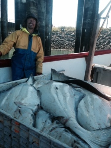 This year's halibut ready to offload.  